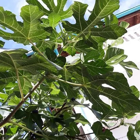 Gamartata