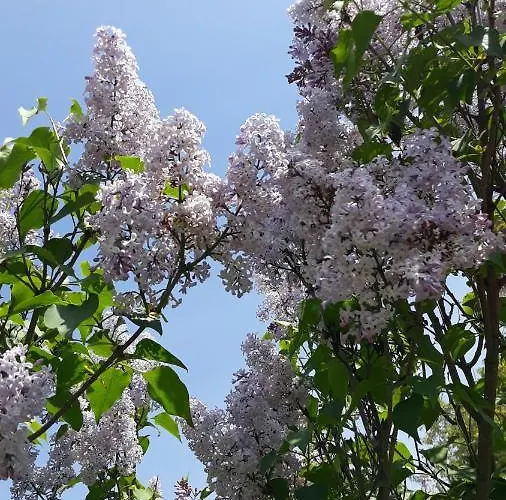 酒店 Gamartata 杜尼