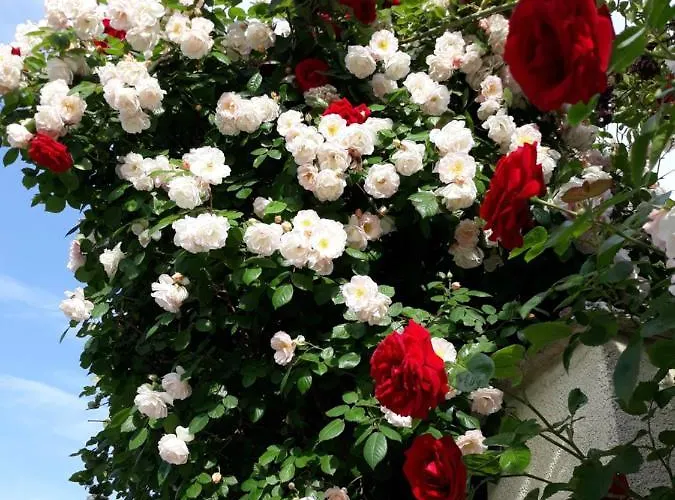 Gamartata 酒店 杜尼