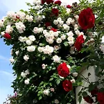 Gamartata فندق دوني