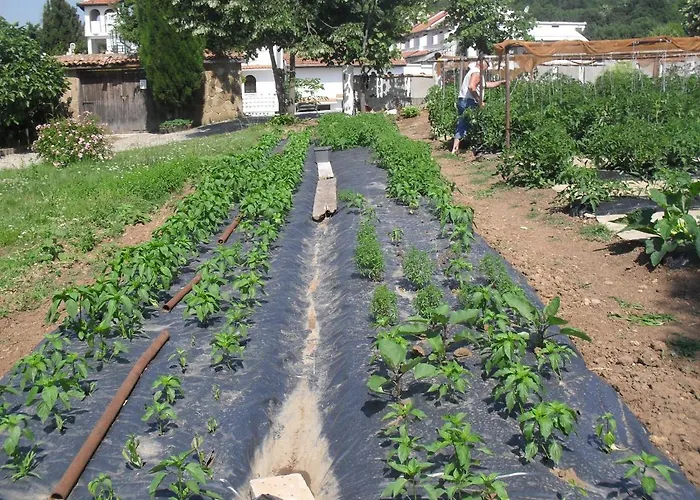 Gamartata 2* デューニ